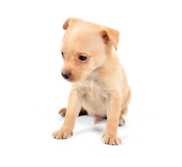 Obraz premium Funny puppy Chihuahua poses