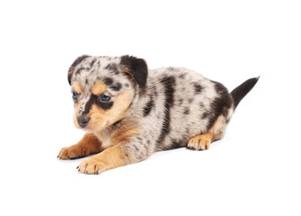 Chihuahua puppy in studio