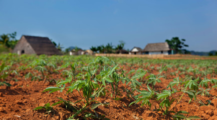 Cassava seedlings in Vinales valley, Cuba - 34402196