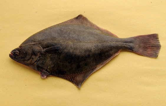 Platija y papel para alimentos