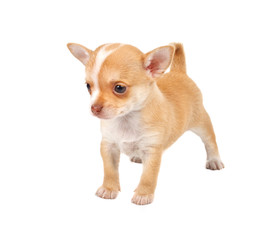 portrait of a cute purebred puppy chihuahua in front of white ba