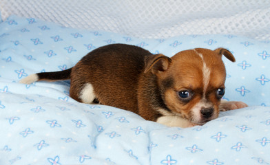 portrait of a cute purebred puppy chihuahua in the puppy-home
