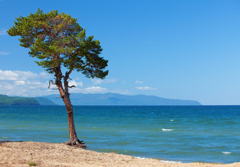 Lake Baikal. Lonely tree ashore