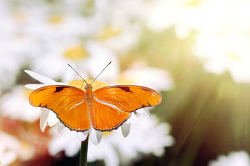 beautiful butterfly on flower