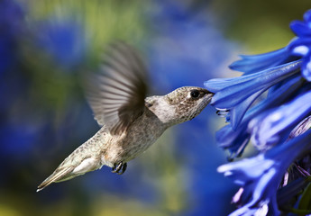 Close up image of a beautiful hummingbird feeding