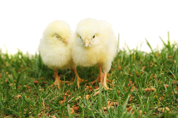 outdoor : tender live baby chicken