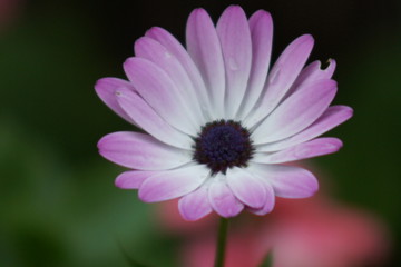 Obraz premium SONY DSC