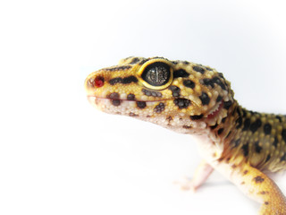 Leopard Gecko - Eublepharis macularius 1