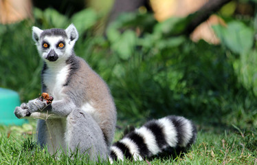 A lemur and a grape © Ahmed