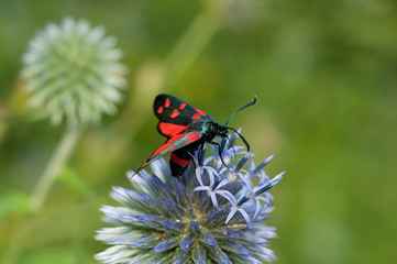czerwony motyl