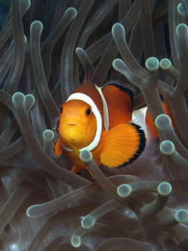 Anemonenfisch in seiner Anemone