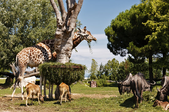 Giraffe Fattoria - Farm