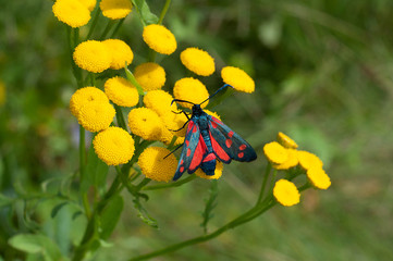 czerwony na żółtym © agnieszkalll