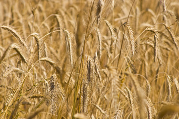 Field of rye. Fragment. Harvest time. Summer landscape