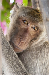 Hua Hin Monkey 04