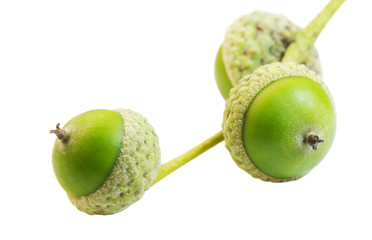 three green acorn