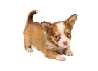 Obraz premium portrait of a cute purebred puppy chihuahua in front of white ba