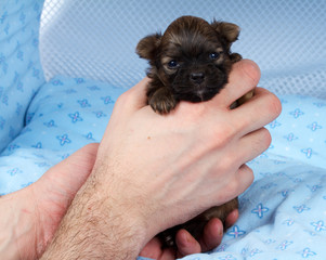 portrait of a cute purebred puppy chihuahua in the puppy-home