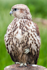 Portrait of a baby bird of a bird (Saker Falcon)