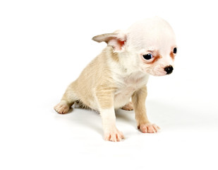 Obraz premium Funny puppy Chihuahua poses