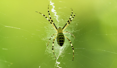 Spider on the Web