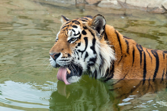 The Amur tiger (Panthera tigris altaica) drinks water
