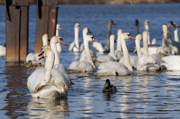 swan © davros