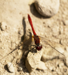 red dragonfly