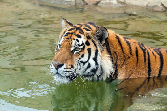 The Amur tiger (Panthera tigris) altaica swims in water