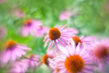 Background from the flowers of Echinacea shooted on 