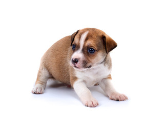 Obraz premium Funny puppy Chihuahua poses