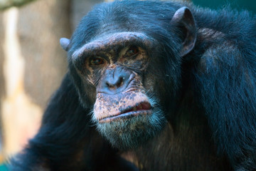 Naklejka premium Zbliżenie zły szympans
