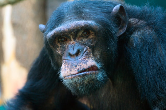 Closeup of angry chimpanzee