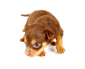 Funny puppy Chihuahua poses