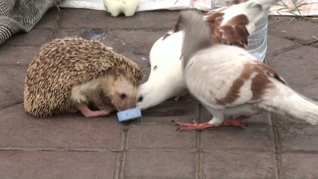 porcospino e piccione