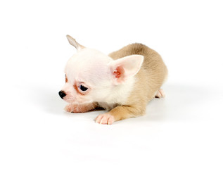 Funny puppy Chihuahua poses