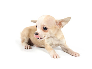Obraz premium Funny puppy Chihuahua poses