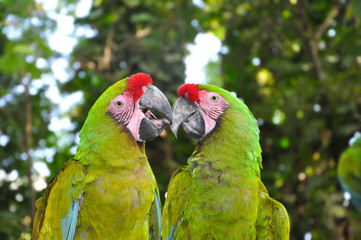 A couple of Great Green Macaws