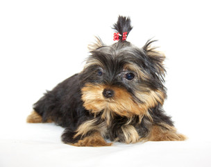 pupyy Yorkshire Terrier
