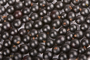 Background of black currant