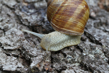 Weinbergsschnecke