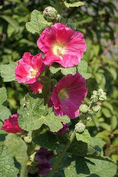SONY DSC