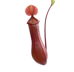 Kannenpflanze Nepenthes Hybride