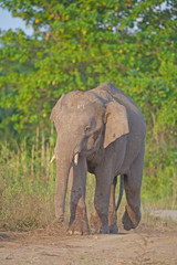 Fototapeta na wymiar Borneo Pygmy Elephant