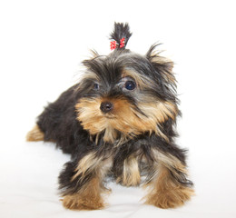 pupyy Yorkshire Terrier