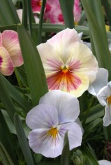 shy pastel pansies
