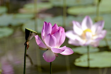 lotus