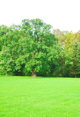 Summer Sunshine Background