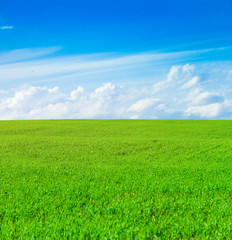 Obraz premium Field Farm Forest