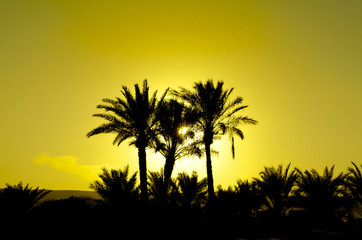 Obraz na płótnie Canvas Zachód słońca i Palms